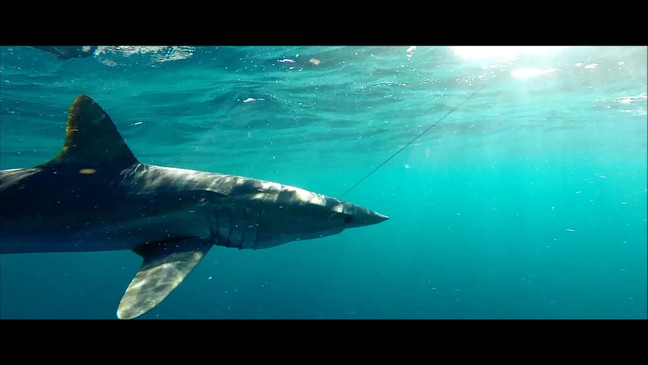 "With the drugs running off the Texas coast, it's very possible it could happen," Dr. Kelsey Banks. (Center for Sportfish Science and Conservation)