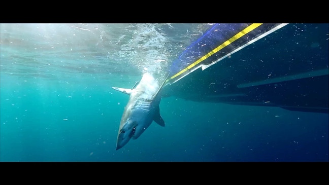 "With the drugs running off the Texas coast, it's very possible it could happen," Dr. Kelsey Banks. (Center for Sportfish Science and Conservation)