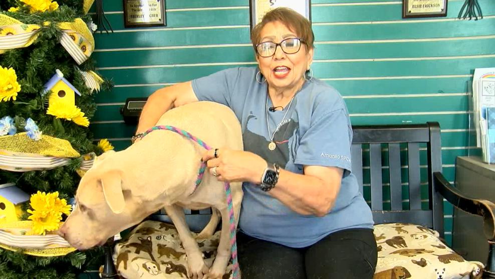 Image for story: Pet of the Week: Bones