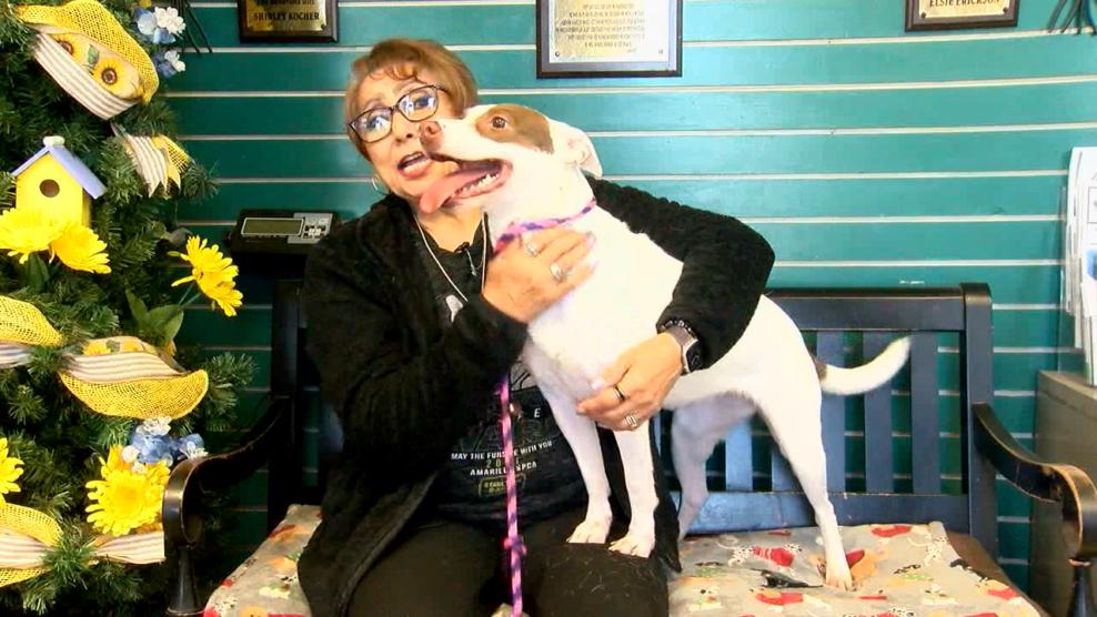 Image for story: Pet of the Week: Mitzi